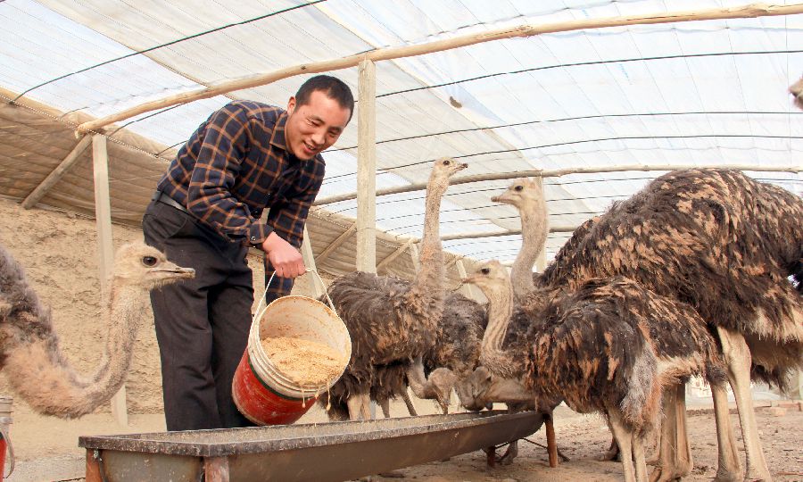 想在阳春做点小生意（大叔回乡养殖鸵鸟年入1000万）